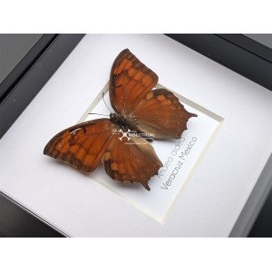 The tropical leafwing